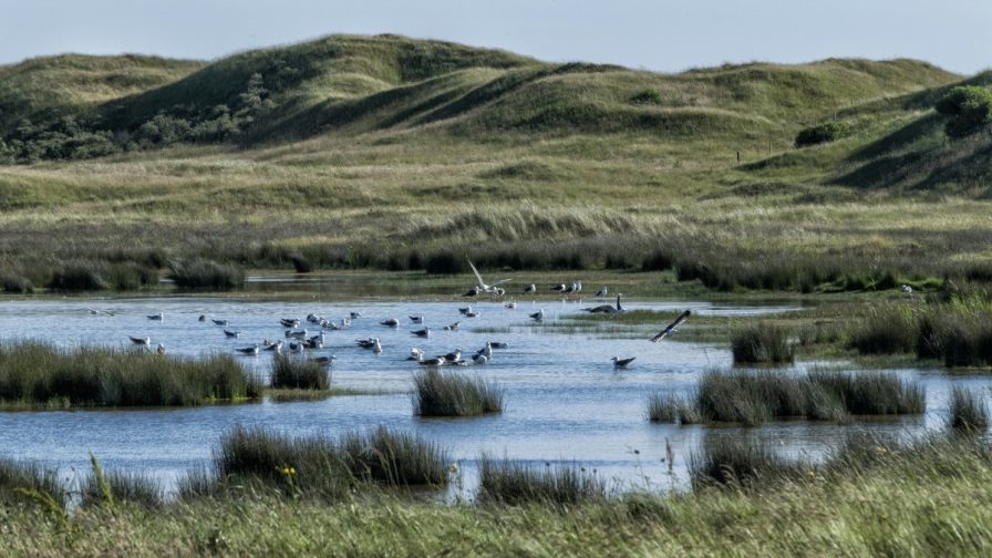 Nature water netherlands nikon dunes nederland vogels duinen 386560 jpgd