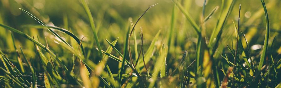 Natuurgras als grondstof voor verpakkingen2